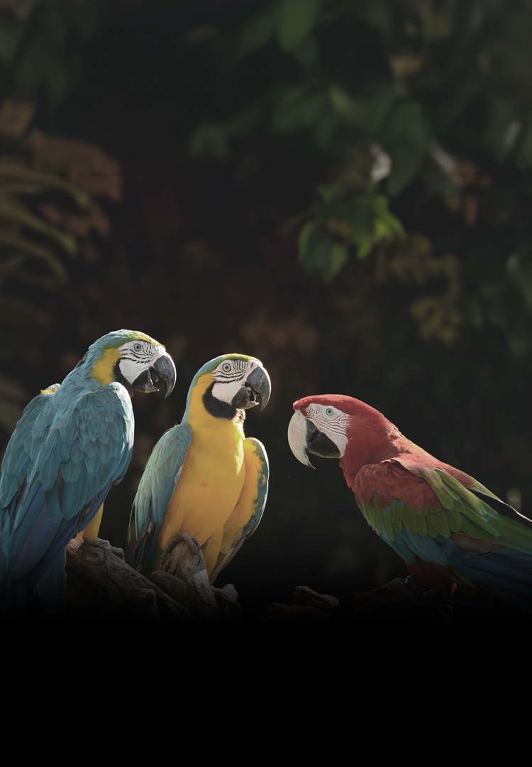 An image of three parrots with Color Gamut and Color Volume graphs.