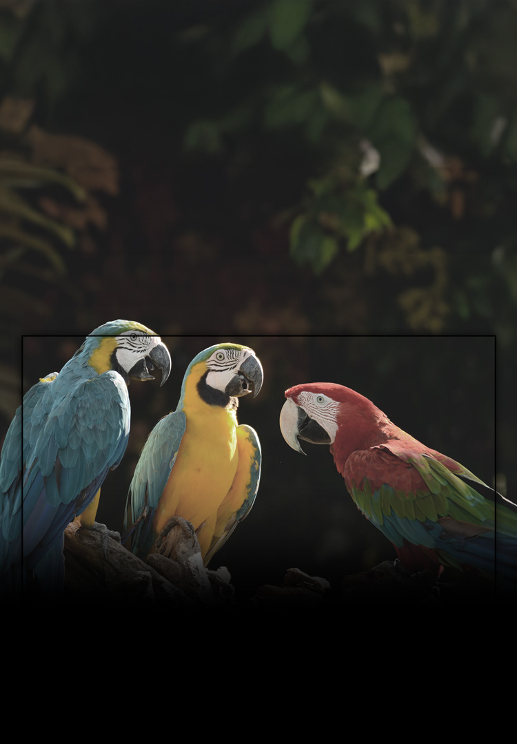 An image of three parrots with Color Gamut and Color Volume graphs.