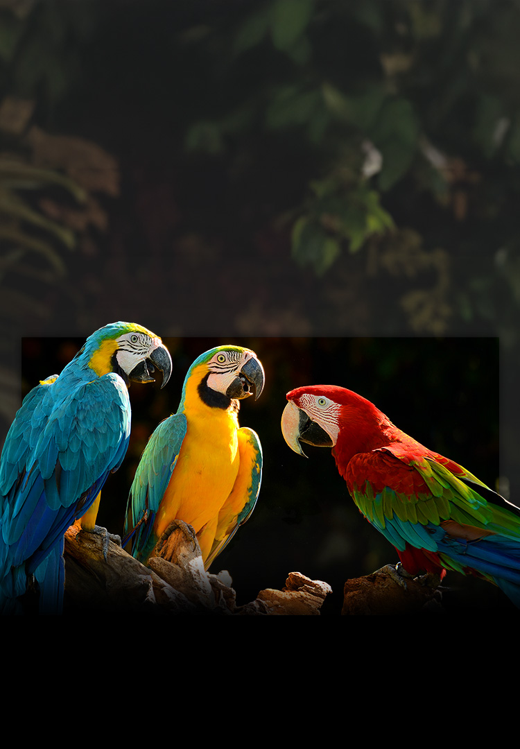 An image of three parrots with Color Gamut and Color Volume graphs.