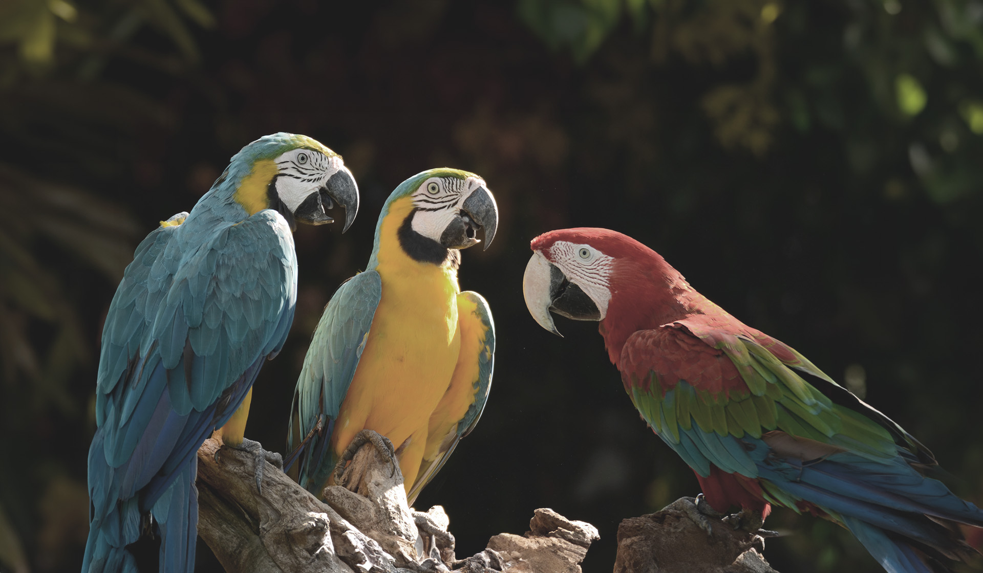 An image of three parrots with Color Gamut and Color Volume graphs.