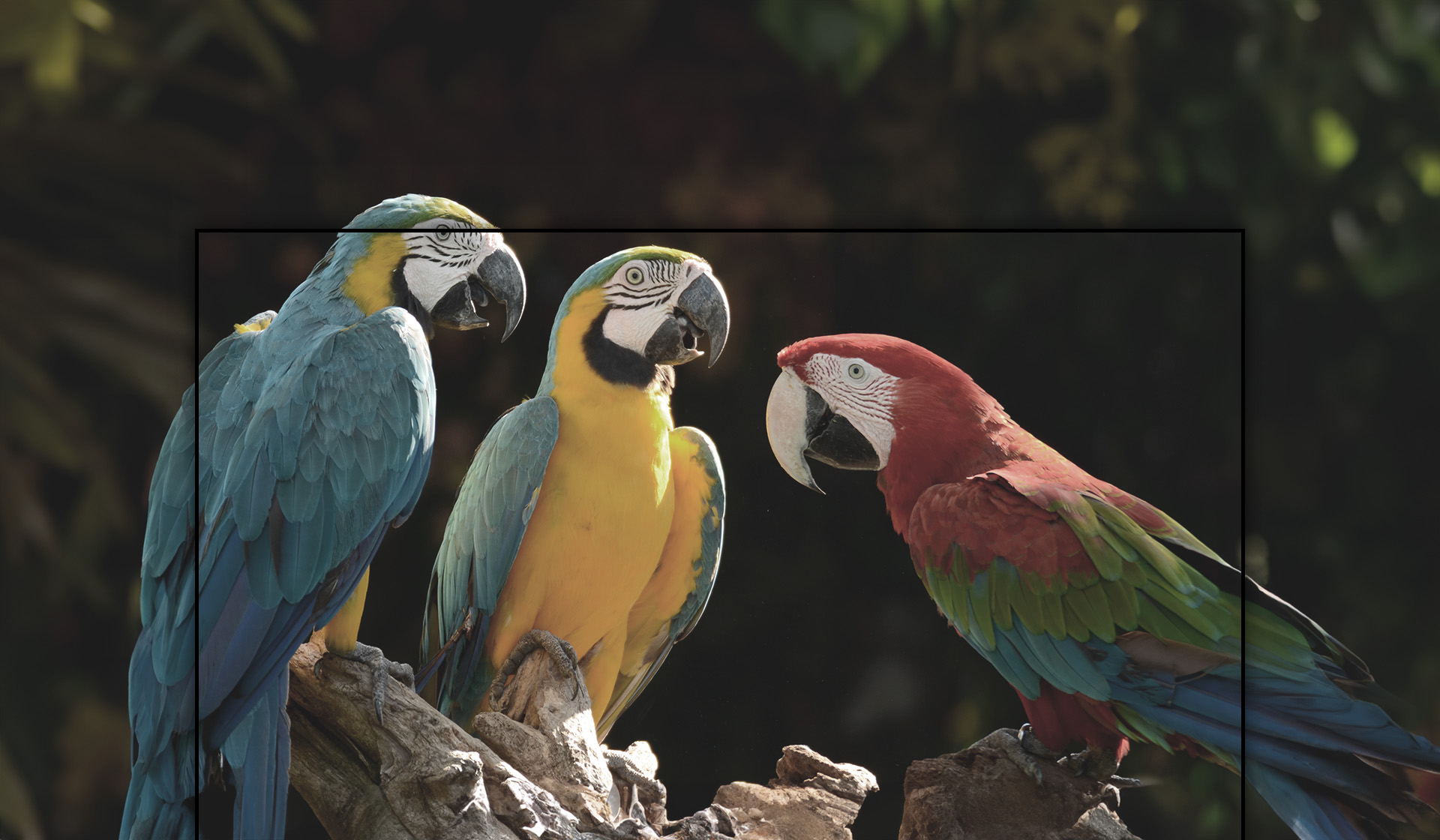 An image of three parrots with Color Gamut and Color Volume graphs.