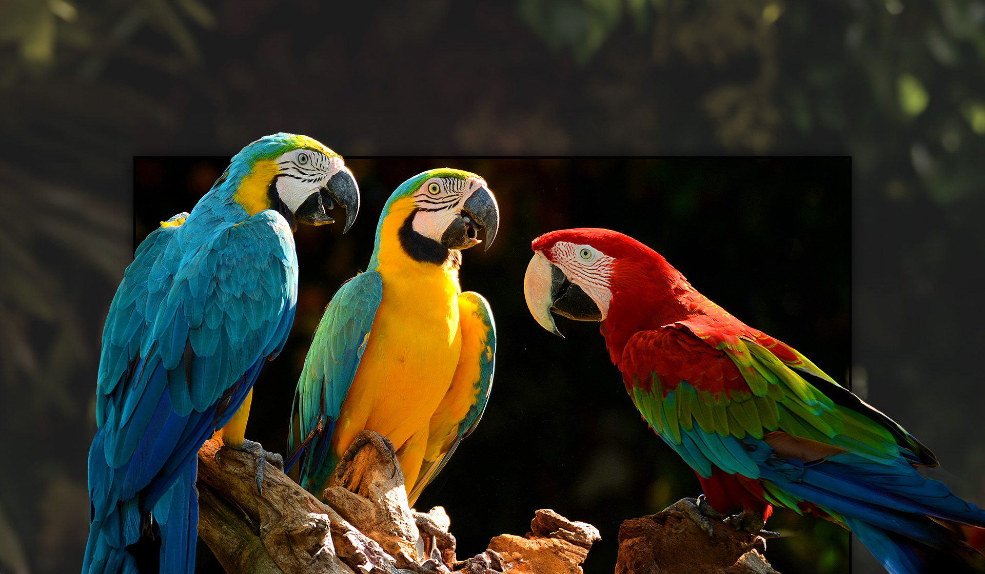 An image of three parrots with Color Gamut and Color Volume graphs.