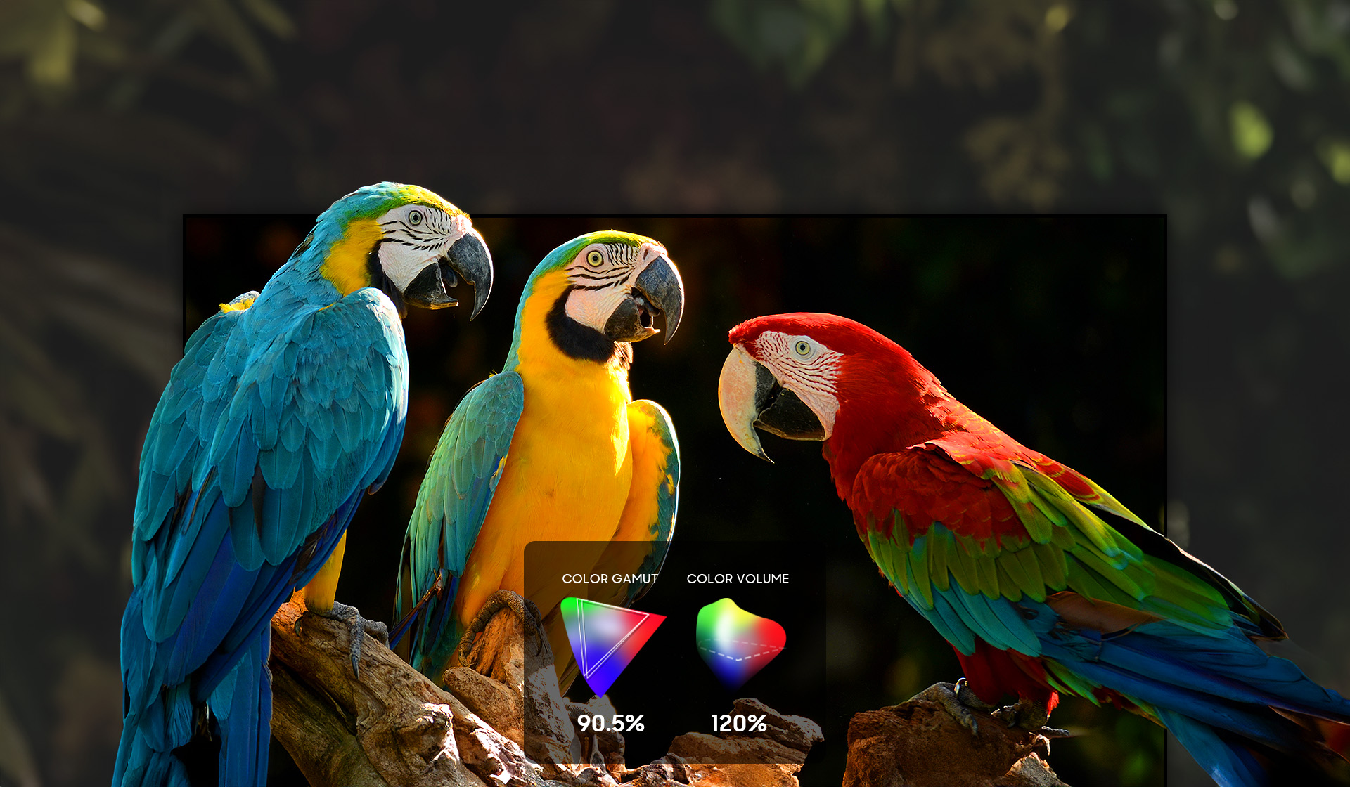 An image of three parrots with Color Gamut and Color Volume graphs.